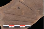 Foto (Detailansicht) von Pinus taedaeformis Unger (NHMW-GEO-2024-0188-0273)